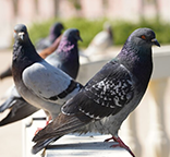 Pigeons on white railing