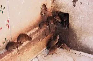 Rats near wall corner