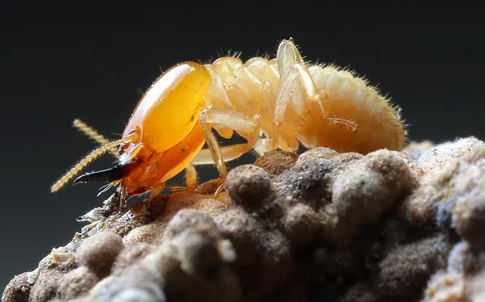 Termite on wood