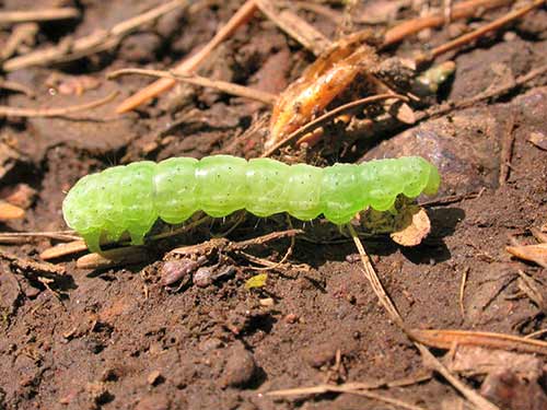 Caterpillar on soil