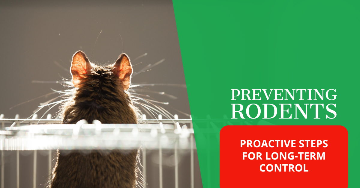 Preventing Rodents: Proactive Steps for Long-Term Control