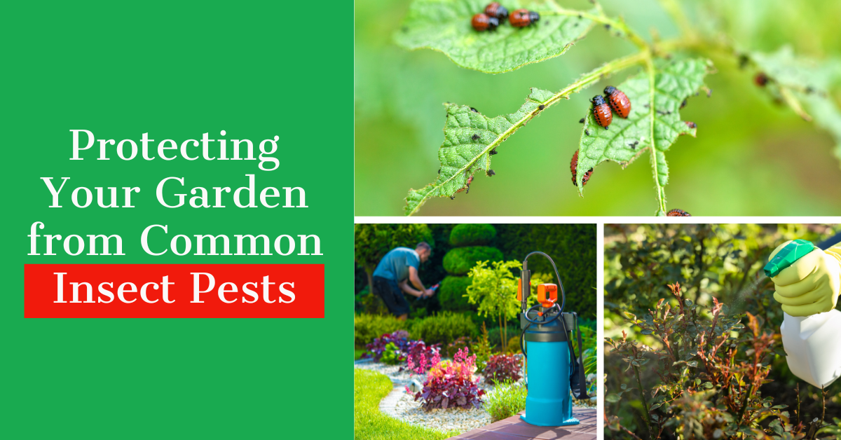 Protecting Your Garden from Common Insect Pests