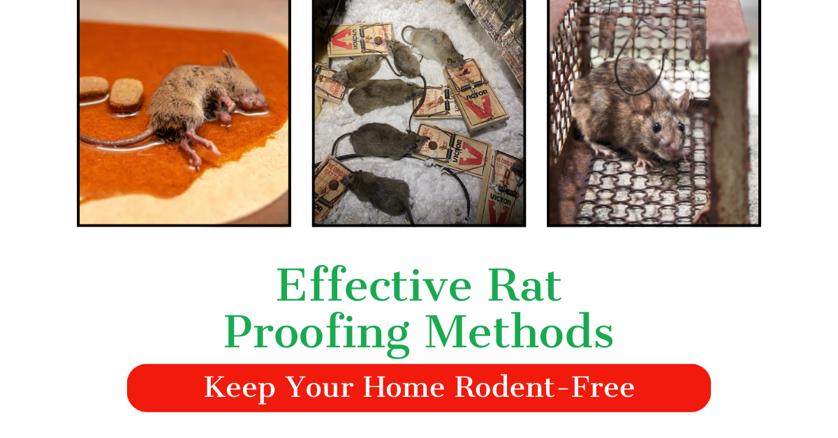 Effective Rat Proofing Methods: Keep Your Home Rodent-Free
