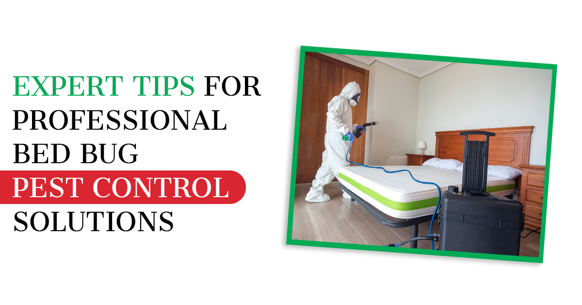 Expert Tips for Professional Bed Bug Pest Control Solutions