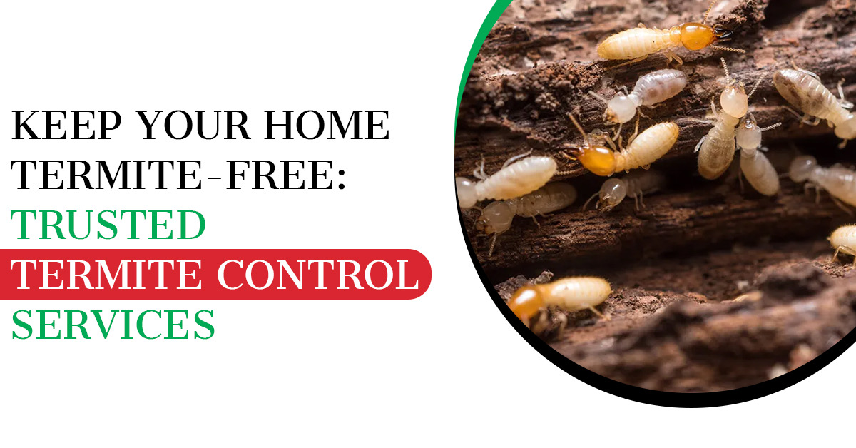 Keep Your Home Termite-Free: Trusted Termite Control Services