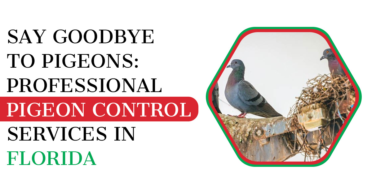 Say Goodbye to Pigeons: Professional Pigeon Control Services in Florida